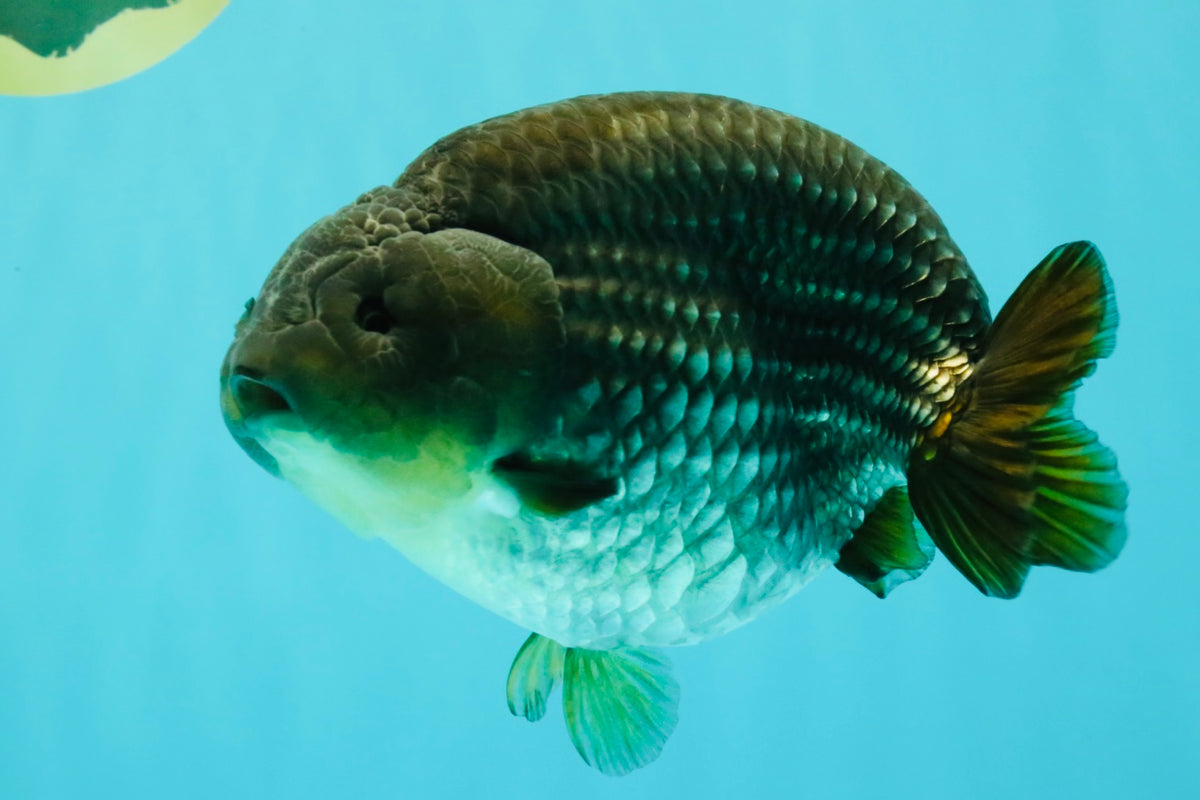 AAA Grade Black Blue Ranchu Female 6 inches #102326RC_01