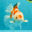SPECIAL A Grade Red White Oranda Male 6-6.5 inches #051526OR_02