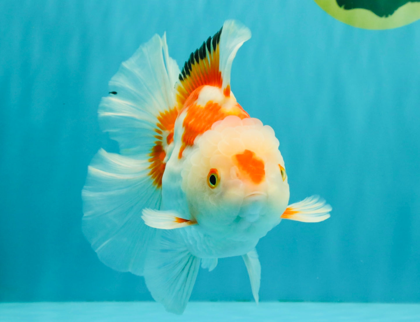 SPECIAL A Grade Red White Oranda Male 6-6.5 inches #051526OR_02