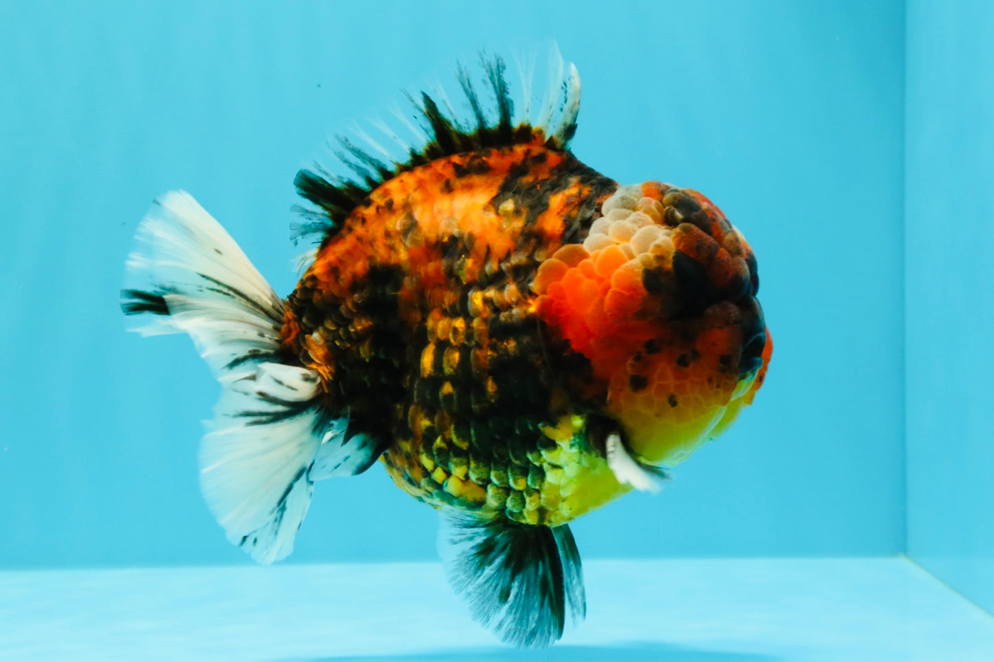 AAA Grade Godzilla Tiger Yuanbao Male 5.5-6 inches #031326YB_19