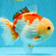 CHUBBY A Grade Red White Yuanbao Male 6 inches #041026YB_26