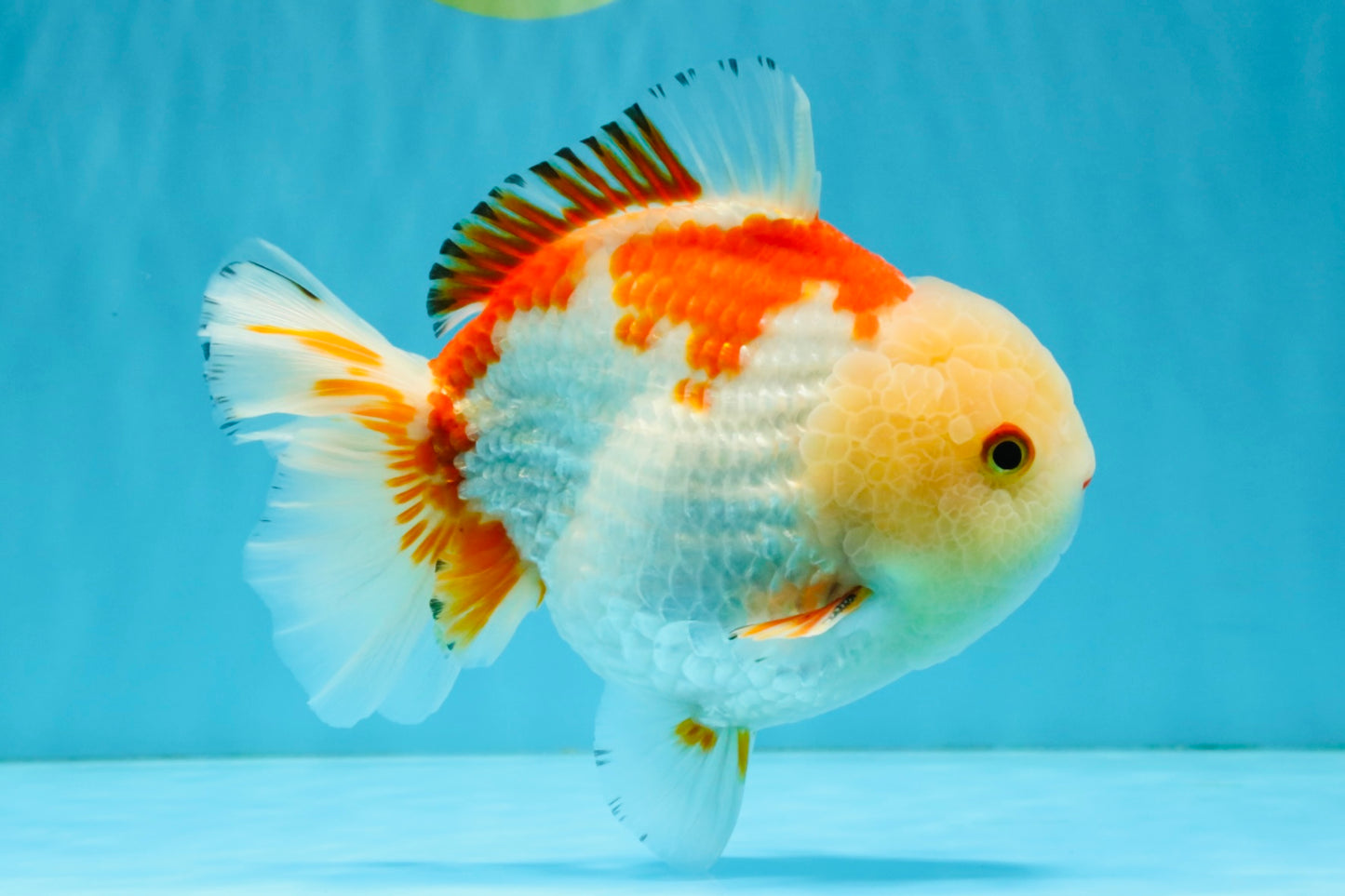 CHUBBY A Grade Red White Yuanbao Male 6 inches #041026YB_26