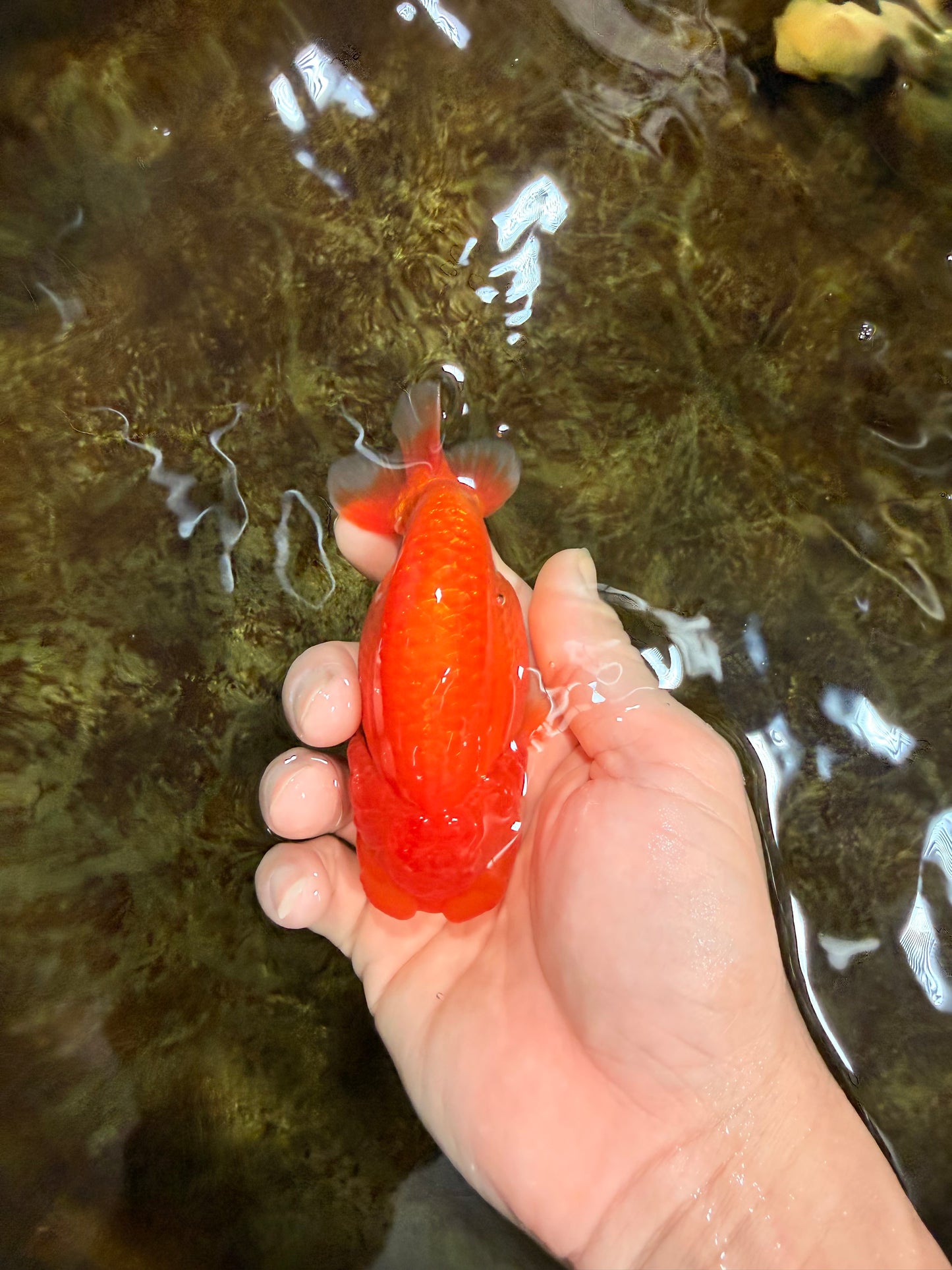 SUPER TOMATO A Grade Red White LionQueen 4.5 inches #120525LC_10