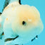 White Oranda Female 6-6.5 inches #032026OR_05