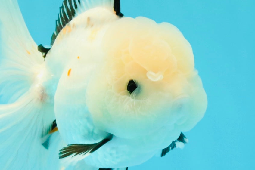 White Oranda Female 6-6.5 inches #032026OR_05