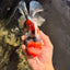 CHONKY AAA Grade Special Marble Oranda Male 6.5 inches #051526OR_01