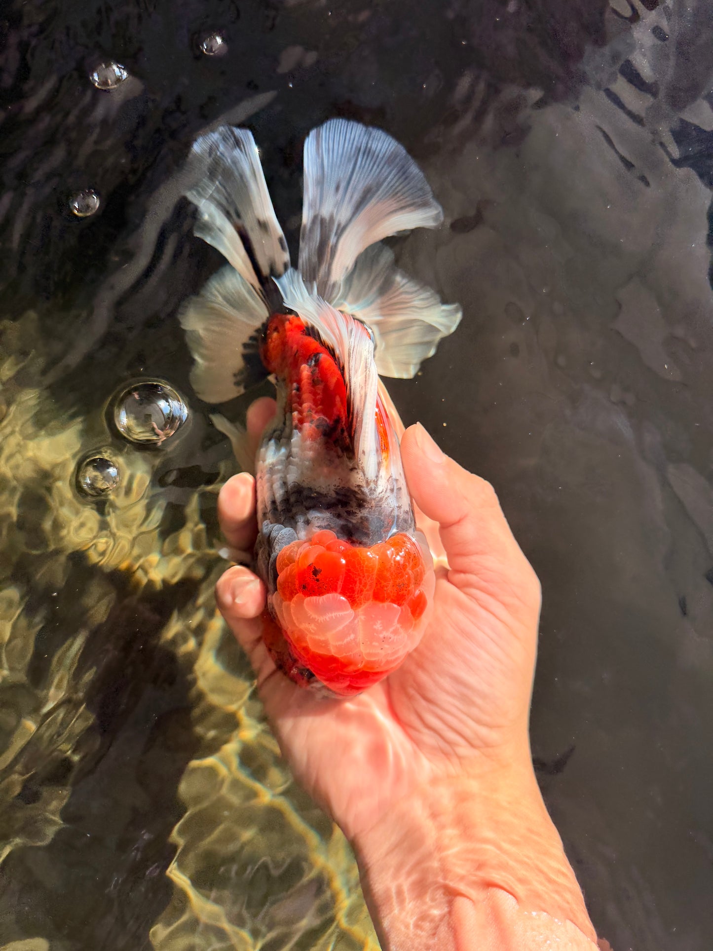 CHONKY AAA Grade Special Marble Oranda Male 6.5 inches #051526OR_01