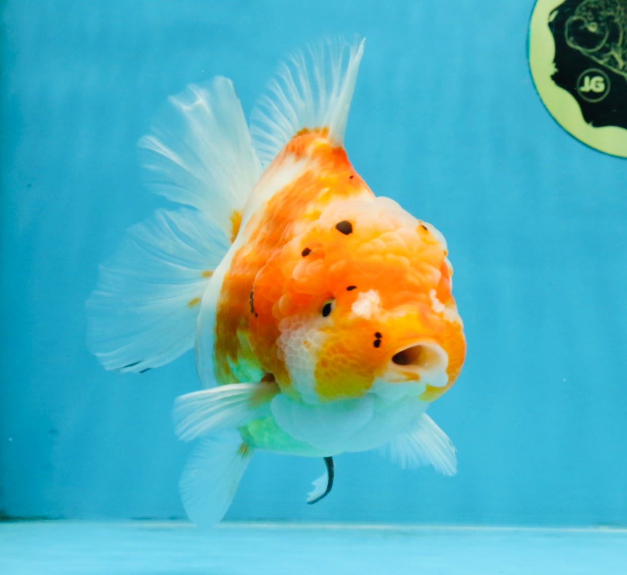 A Grade Sakura Yuanbao Female 6 inches #111425YB_02