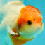 SPECIAL A Grade Tancho Sakura Oranda Male 5.5-6 inches #073126OR_09