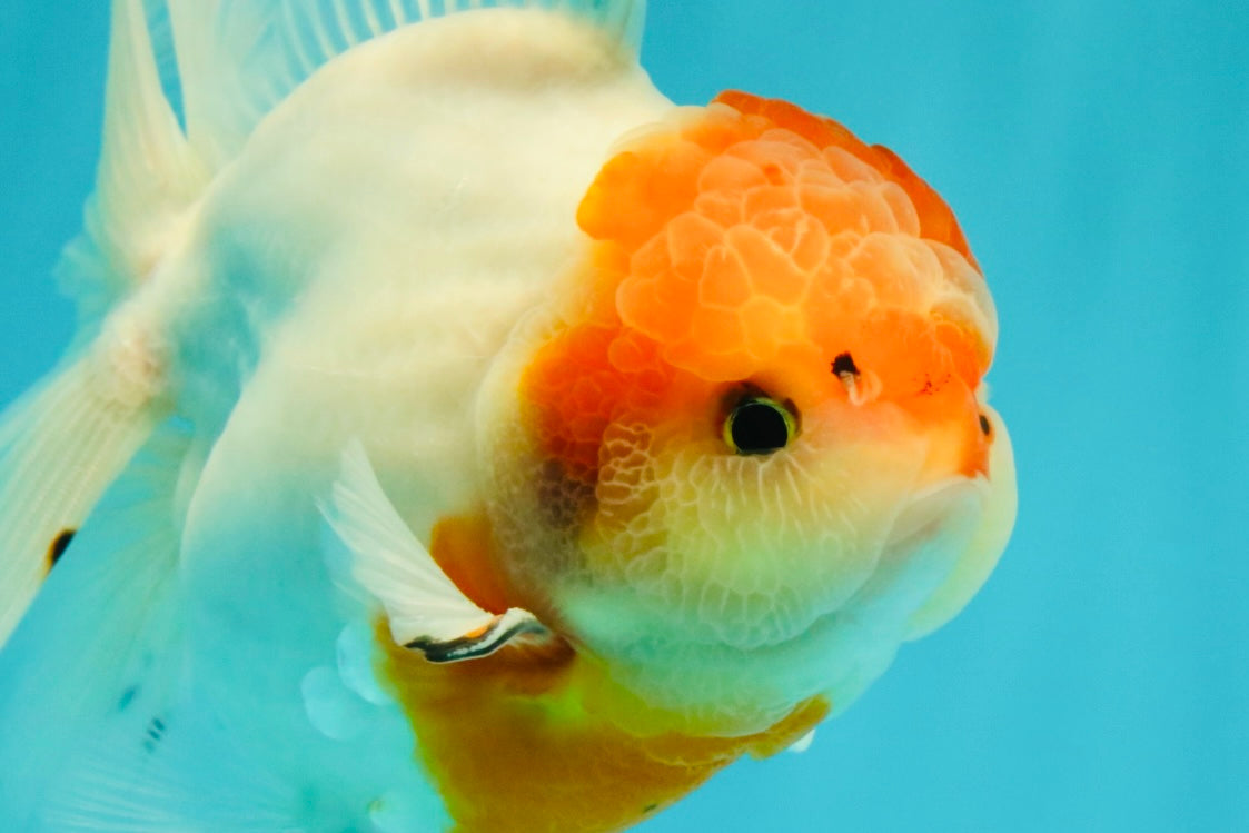 SPECIAL A Grade Tancho Sakura Oranda Male 5.5-6 inches #073126OR_09