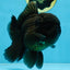 AAA Grade Godzilla Black Oranda Male 5.5 inches #100325OR_11
