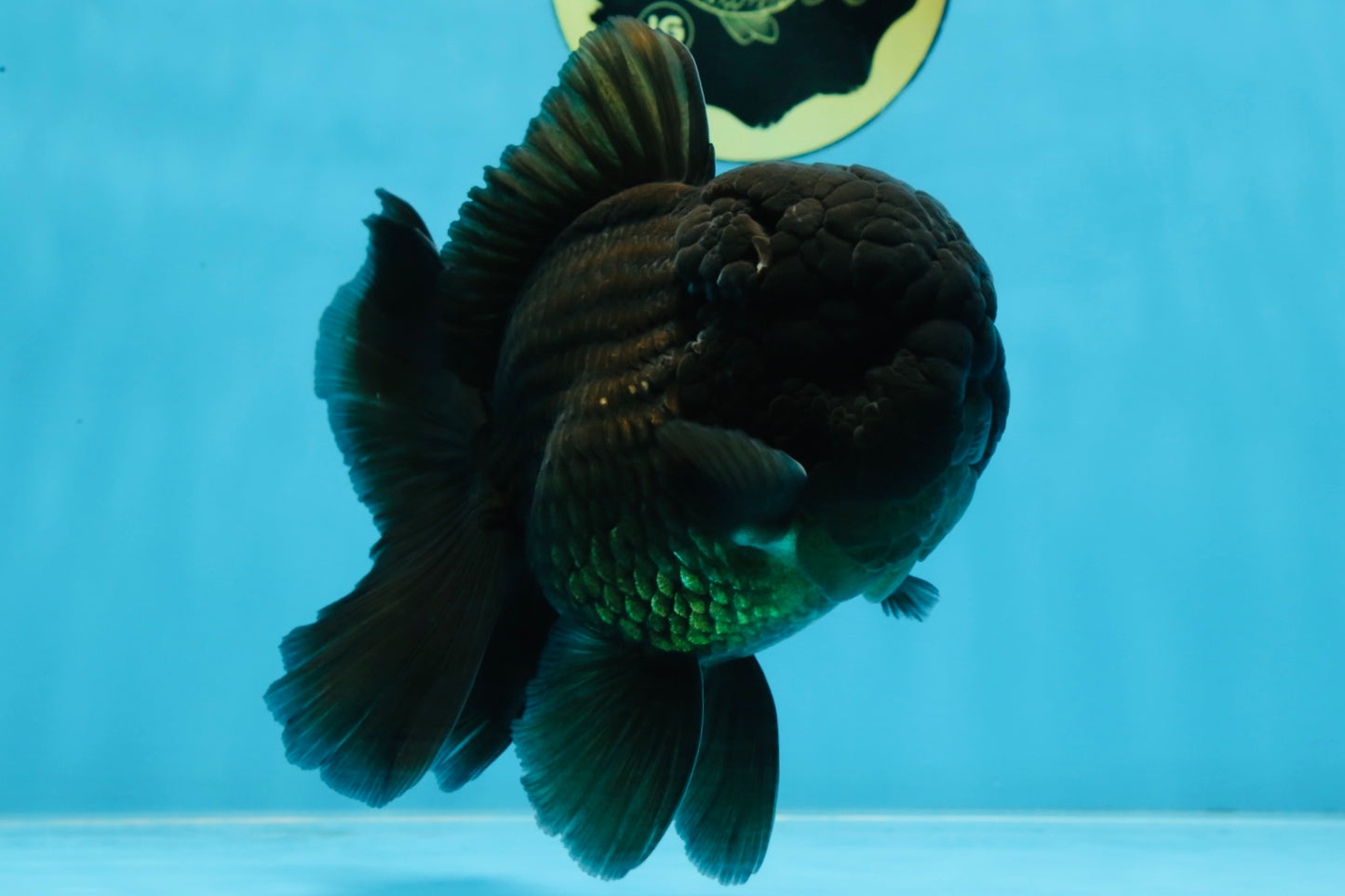 AAA Grade Godzilla Black Oranda Male 5.5 inches #100325OR_11