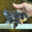 A Grade CHARLIE CHAPLIN Tricolor Button Eyes Oranda Female 5.5 inches #072525OR_21
