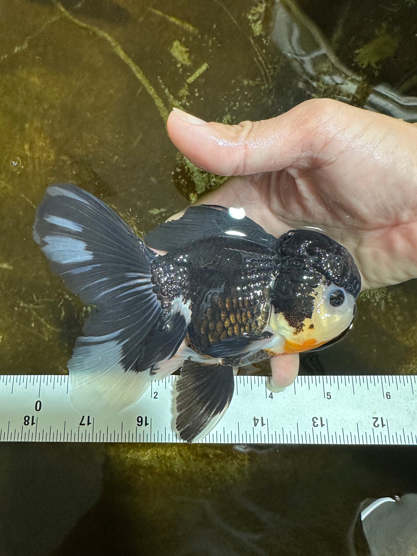 A Grade CHARLIE CHAPLIN Tricolor Button Eyes Oranda Female 5.5 inches #072525OR_21