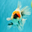 SPECIAL A Grade Red Head Marble Oranda Male 6.5-7 inches #082826OR_05