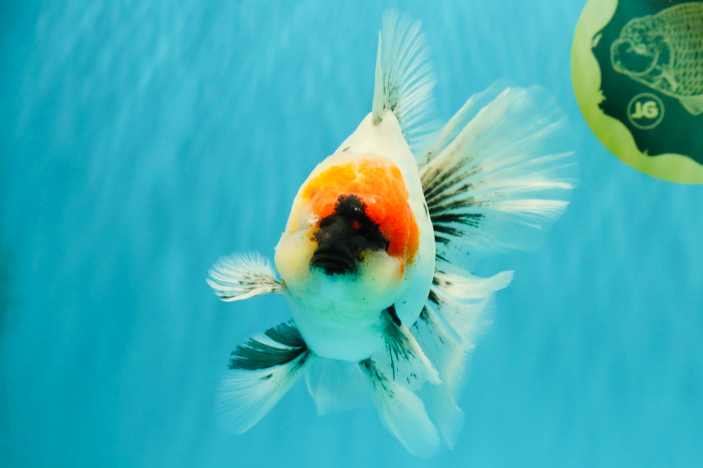 SPECIAL A Grade Red Head Marble Oranda Male 6.5-7 inches #082826OR_05