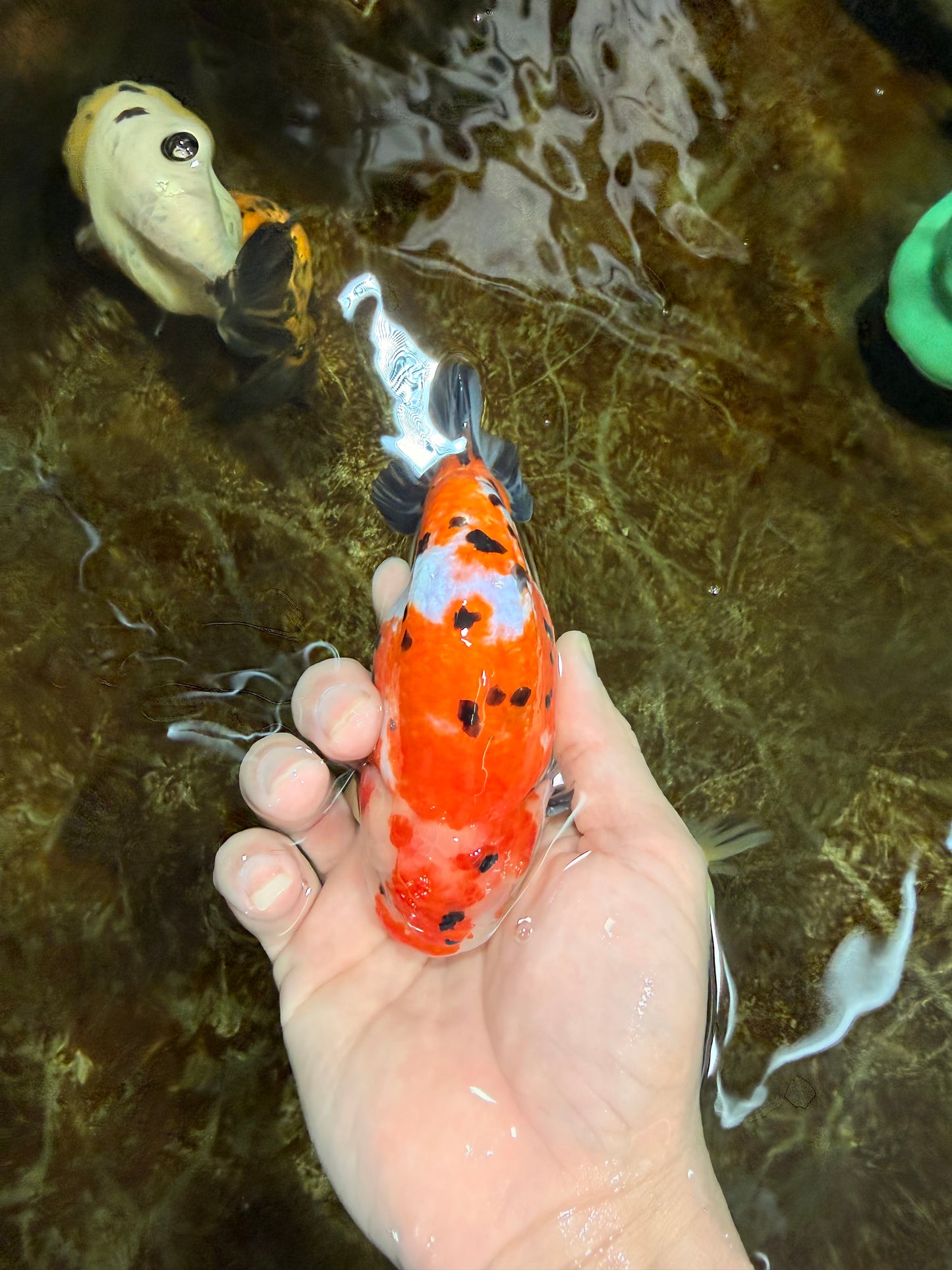 A Grade Tricolor Sakura Chinese Ranchu Male 4.5-5 inches #112125RC_15