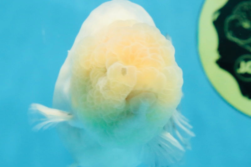 A Grade Marble LionKing Male 4.5-5 inches #070425LC_12