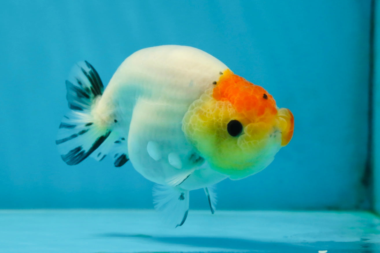 A Grade Sakura LionQueen 3.5-4 inches #051625LC_06