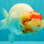 CHUBBY Red White Buffalo Ranchu Female 6 inch #092526RC_20