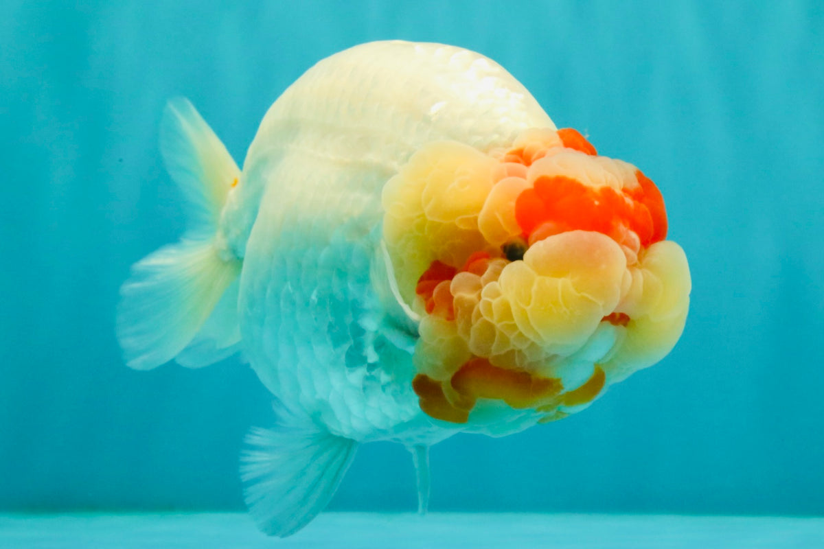CHUBBY Red White Buffalo Ranchu Female 6 inch #092526RC_20