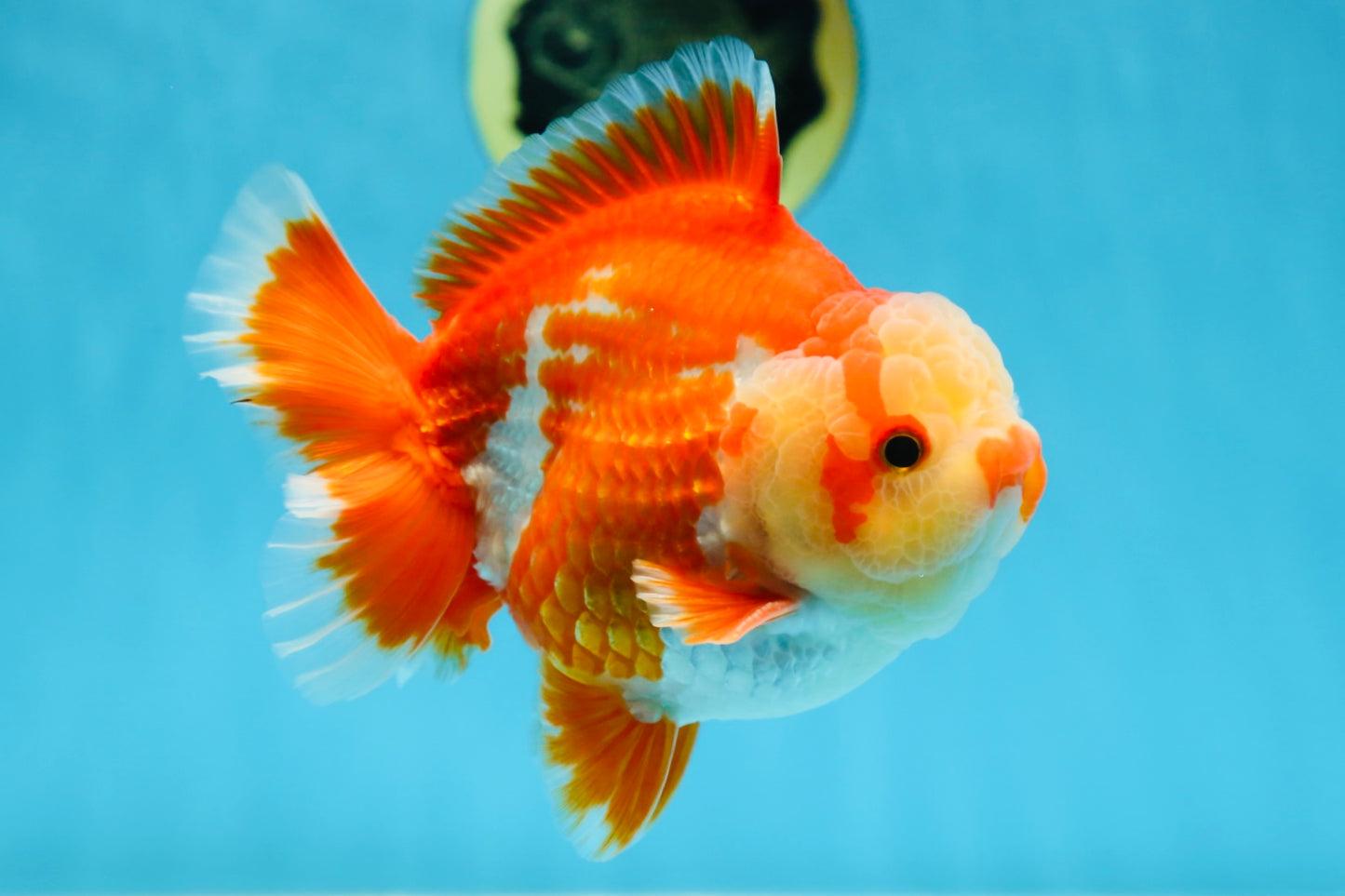 AAA Grade PULLDOG Godzilla Red White Yuanbao 5-5.5 inches #080825YB_25