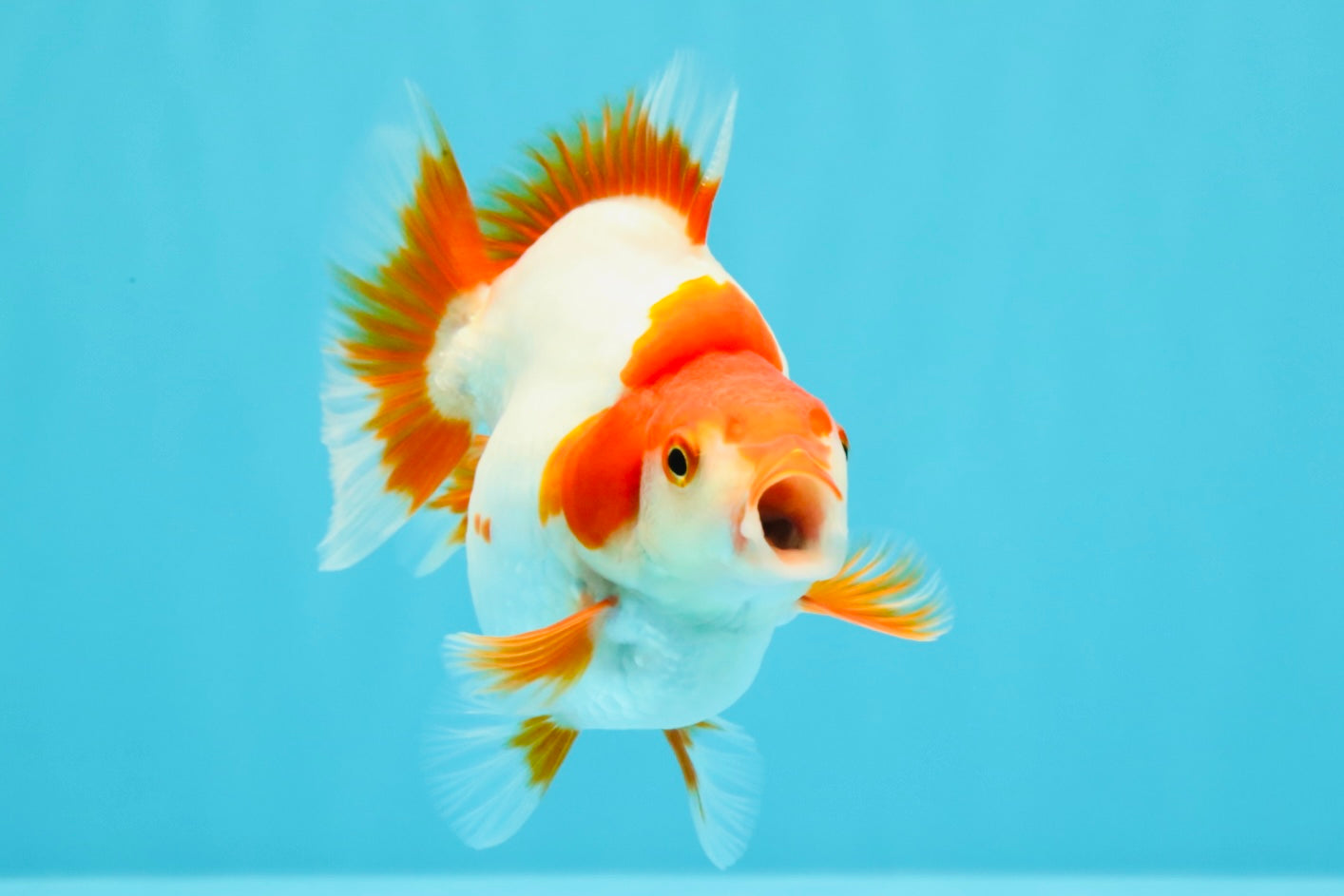 AAA Grade Red White Ryukin Female 4-4.5 inches #030626RK_15