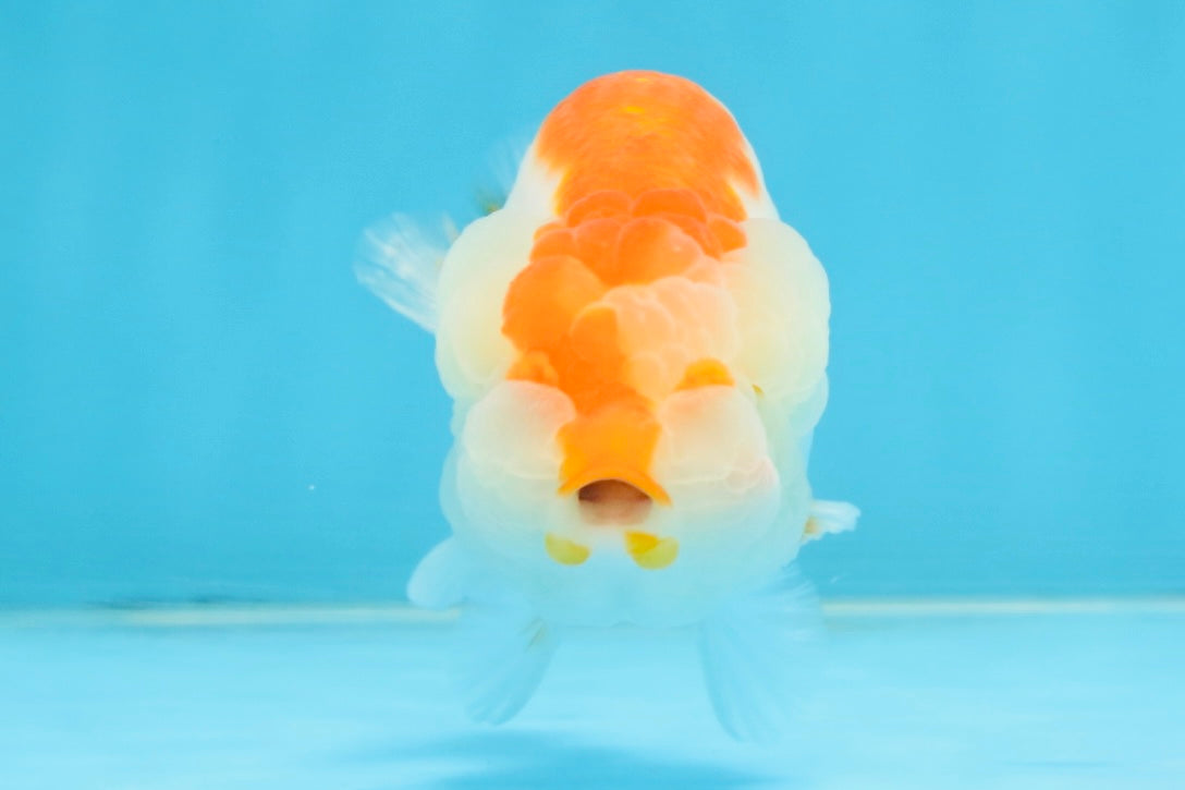 AAA Grade Red White LionQueen 4 inches #112125LC_08