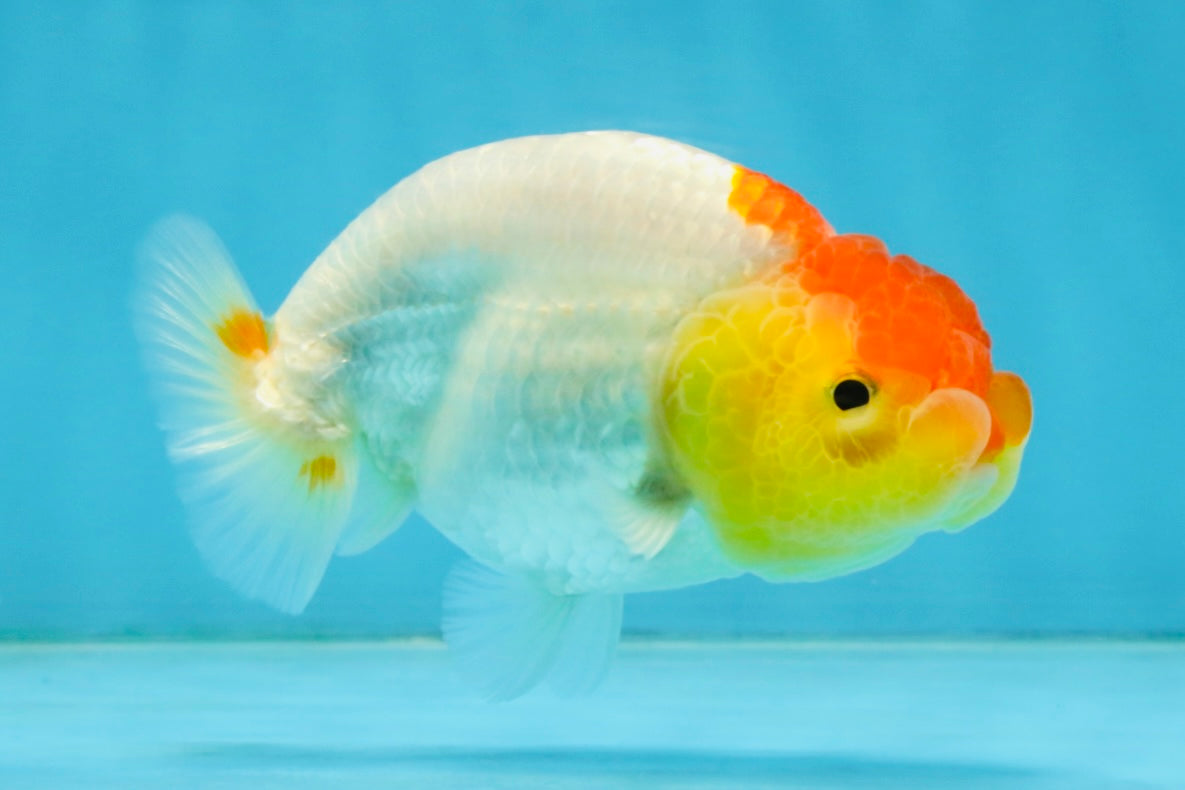 SUPER CUTE A Grade Red White LionQueen 4 inches #121225LC_08