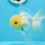 AAA Grade Lemonhead Panda Button Eyes Oranda Male 5-5.5 inches #0913OR_13