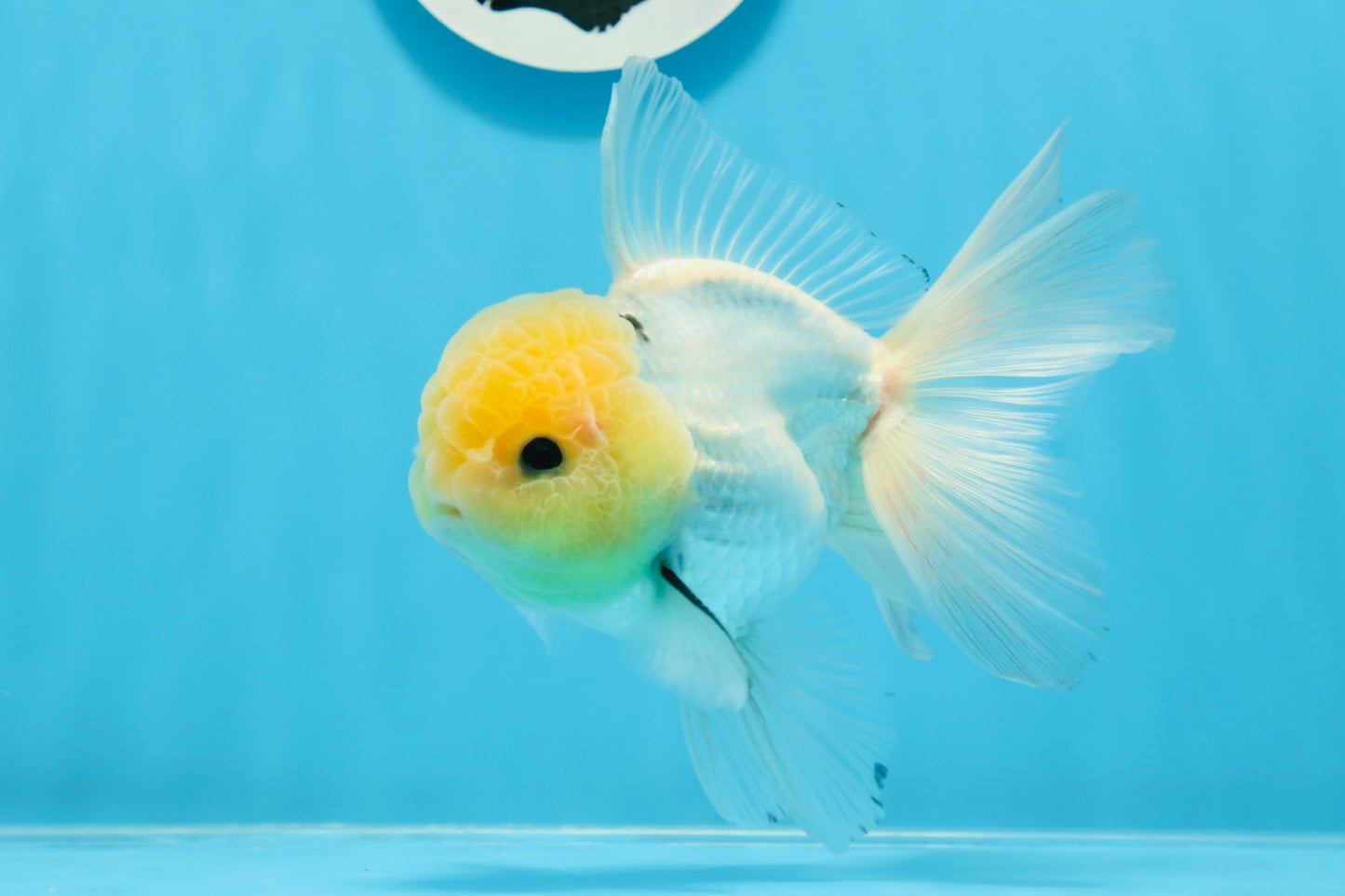 AAA Grade Lemonhead Panda Button Eyes Oranda Male 5-5.5 inches #0913OR_13