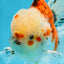 A Grade Young Godzilla Sakura Oranda Male 5.5 inches #080825OR_18