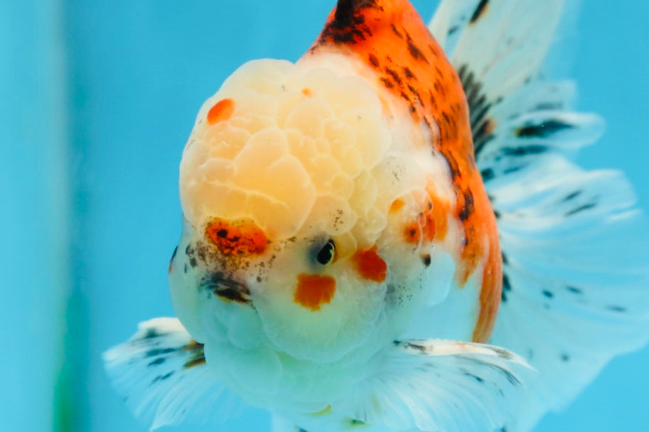 A Grade Young Godzilla Sakura Oranda Male 5.5 inches #080825OR_18