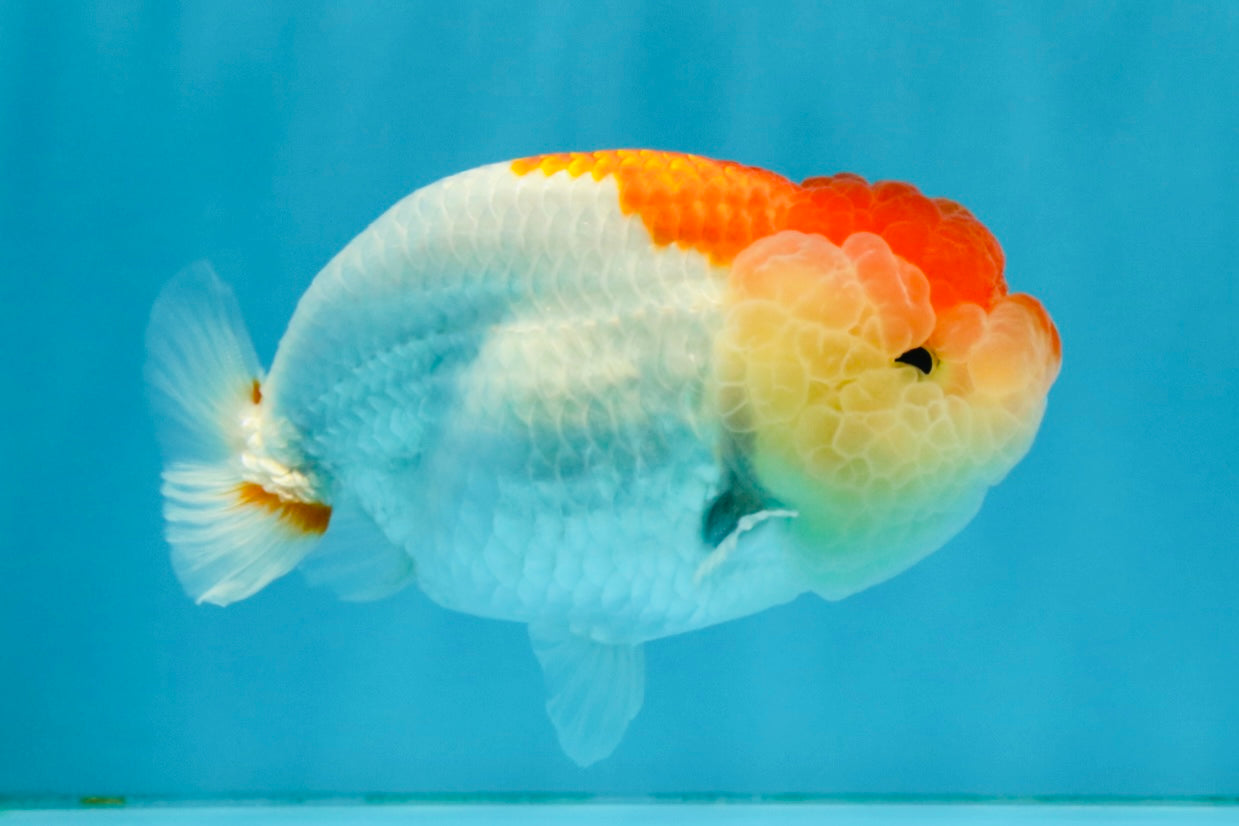 Red White LionChu Female 4-4.5 inches #041026LC_16