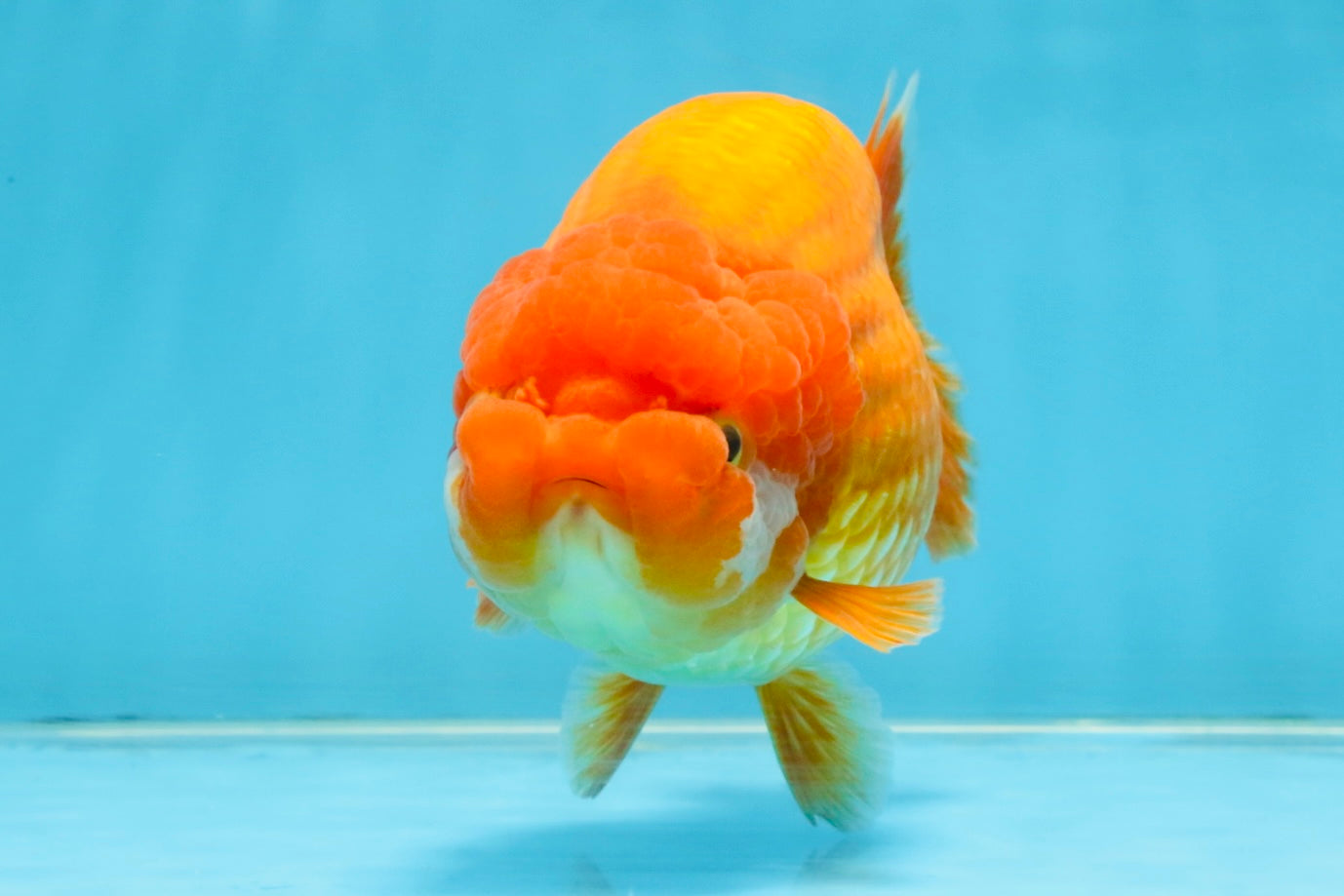 A Grade Red LionQueen 5.5-6 inches #112125LC_04