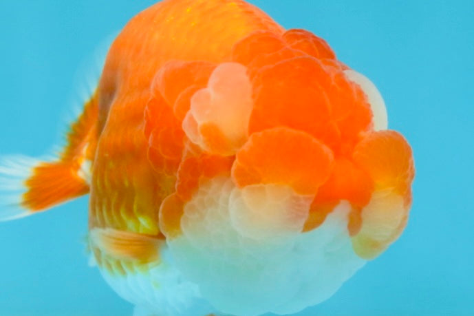 A Grade Young Red White LionQueen 4 inches #101025LC_10