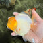 BEAUTY AAA Grade White Sakura Yuanbao Male 5 inches #092526YB_07