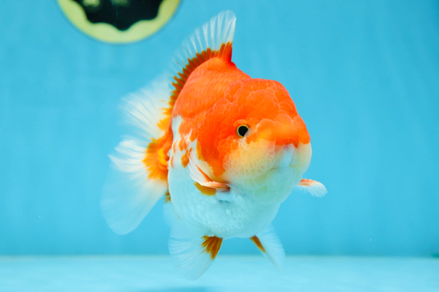 AAA Grade Red White Yuanbao Male 5-5.5 inches #081525YB_05