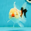 Tricolor Pompom Red Nose Oranda Female 5.5 inches #111524OR_17