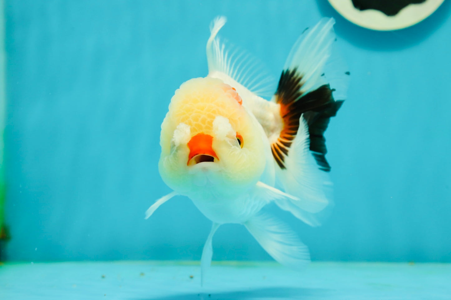 Tricolor Pompom Red Nose Oranda Female 5.5 inches #111524OR_17