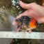 A Grade SPECIAL Tricolor Oranda Male 5  inches #051625OR_27