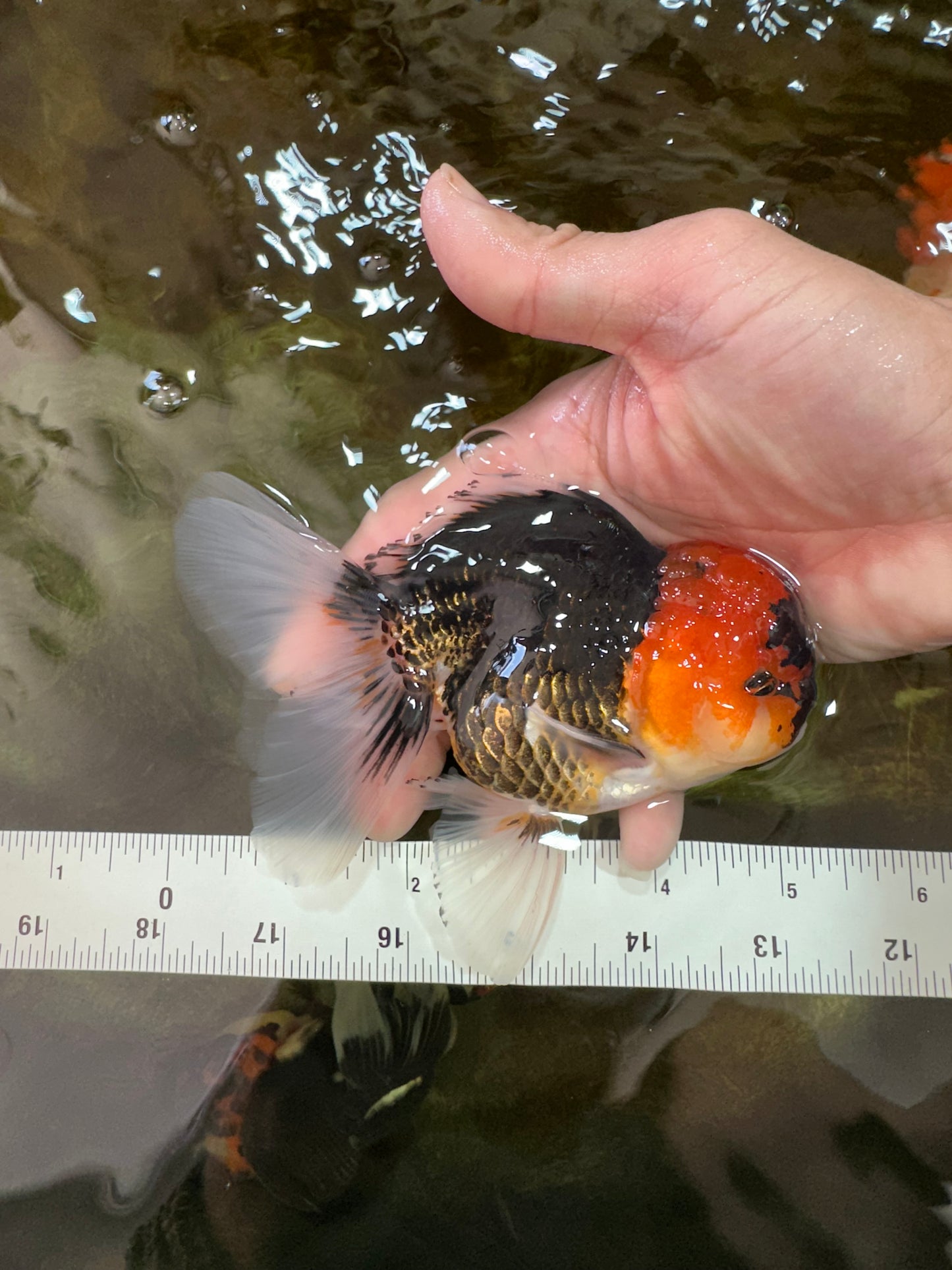 A Grade SPECIAL Tricolor Oranda Male 5  inches #051625OR_27