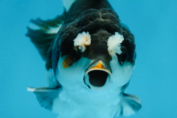 Pompom Panda Yuanbao Male 4 inches #052325YB_28