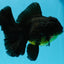 Apache Oranda Male 5.5-6 inches #040326OR_08
