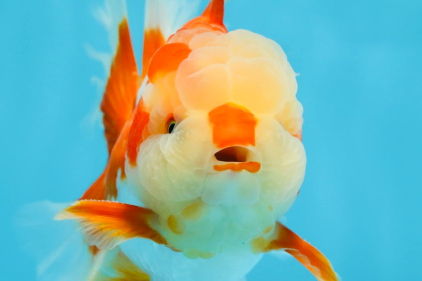 SHOW GRADE Won Runner 2nd Red White Oranda Male 5.5 inches Trophy Included #062025OR_01