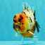 AAA Grade Calico Yuanbao Male 5.5 inches #073126YB_19