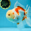 AAA Grade ADORABLE Sakura Oranda Male 6-6.5 inches #091925OR_14