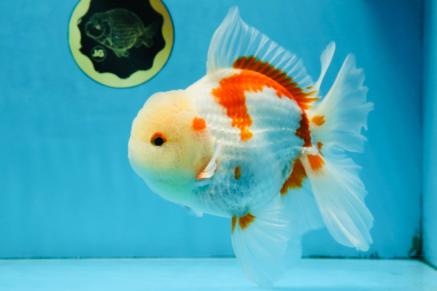 AAA Grade ADORABLE Sakura Oranda Male 6-6.5 inches #091925OR_14