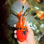 A Grade Tiger Oranda Female 7.5 inches #101626OR_16