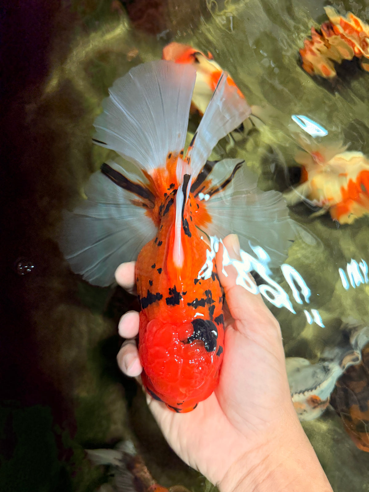 A Grade Tiger Oranda Female 7.5 inches #101626OR_16